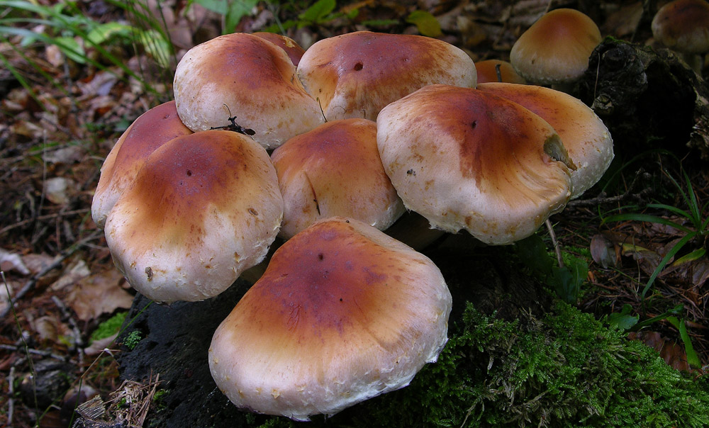 Funghi facili di ottobre(1).